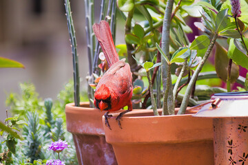 Bright red cardinal visiting a bird feeder in a backyard on Maui.