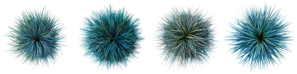 Festuca glauca (Blue Fescue) Jungle Botanical Grass Top View Drone Shoot Hyperrealistic Highly Detailed Isolated On Transparent Background Png File