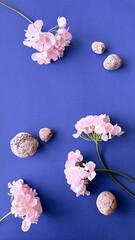 Elegant Pink Hortensia and Natural Stones on Vibrant Blue Background.