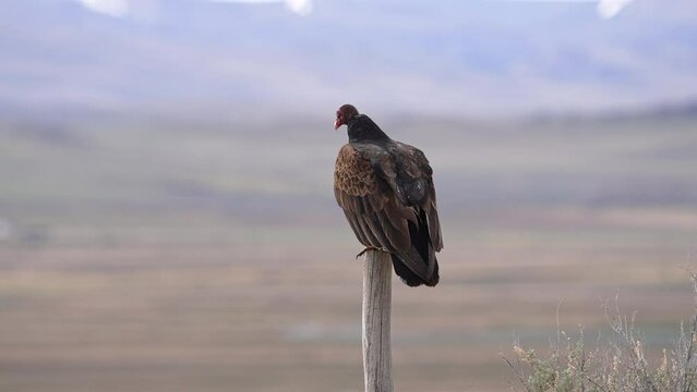 Turkey Vulture on a pole taking flight through field in Utah.