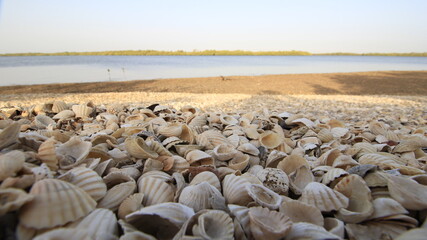 shells and sea