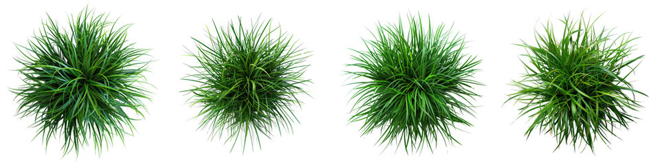 Carex morrowii (Japanese Sedge) Jungle Botanical Grass Top View Drone Shoot  Hyperrealistic Highly Detailed Isolated On Transparent Background Png File