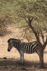 Obraz premium zebra in the savannah