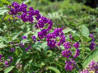 日本周遊　初夏の北鎌倉散策