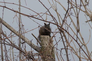 squirrel