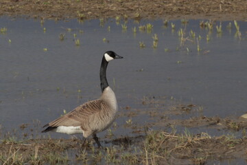 country goose branta canadensis