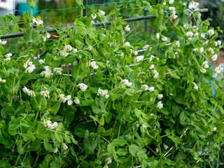 農園に咲くスナップエンドウの白い花