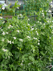 農園に咲くスナップエンドウの白い花