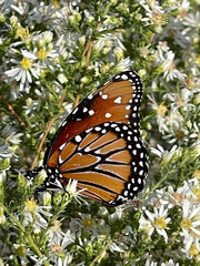Butterflly