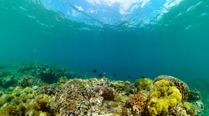 Tropical fish and coral, undersea scenery. Coral and fish underwater.
