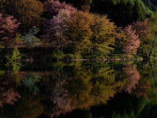 湖面に映るオオヤマザクラ　中綱湖