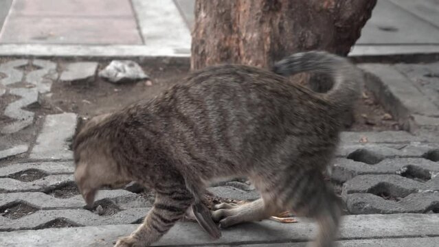 Stray cat playing with dead bird in slow motion.