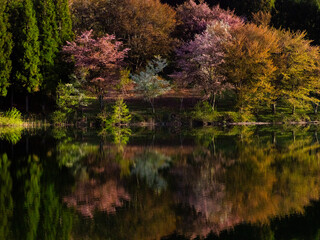 湖面に映るオオヤマザクラ　中綱湖