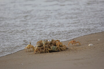 crabs on the shore, beach