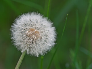 Tokyo, Japan - April 28, 2024: Closeup of Dandelion fluff or puff or seed