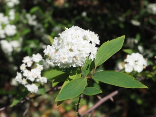 北の丸公園のコデマリ