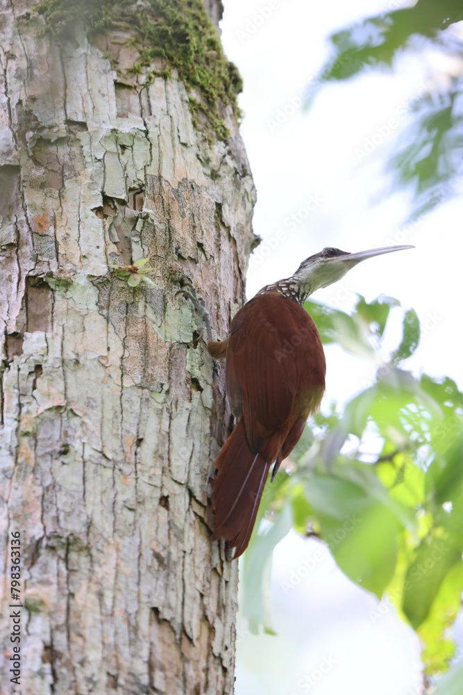 Wall mural the collared puffbird (bucco capensis) is a species of bird in the family bucconidae, the puffbirds,