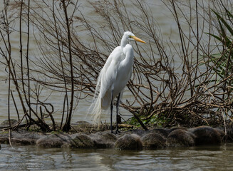 Snowy Egret