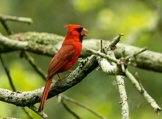 red cardinal on branch