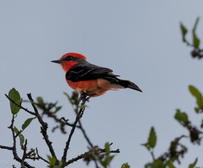 Vermillion Flycatcher