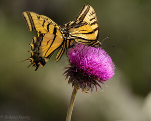 butterfly on flower,