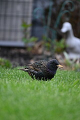 European Starling with grub in mouth