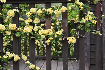 Banksia rose flowers in full bloom in the park. A flower native to China, it blooms in early summer...