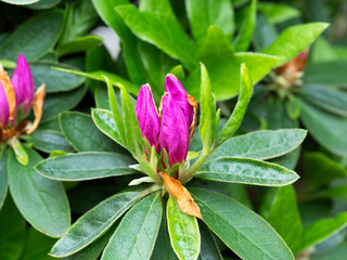 鮮やかな色のツツジの蕾