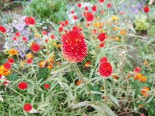 真っ赤な千日紅の花序の接写