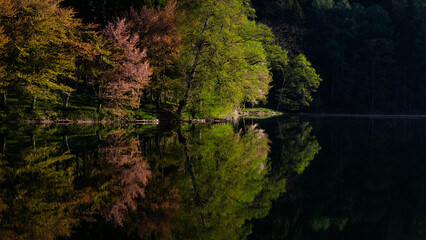 湖面に映るオオヤマザクラ　中綱湖