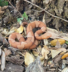 Copperhead Snake