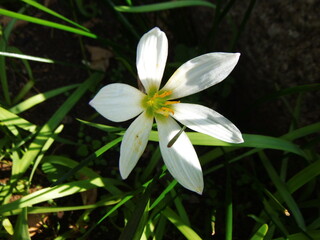 接写した白いタマスダレの花