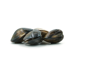 Closed up fresh baby clams, venus shell, shellfish, carpet clams, short necked clams, as raw food from the sea are the seafood ingredients. fresh clams Background. seafood.Isolated on white background