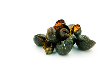 Scallops on a white background