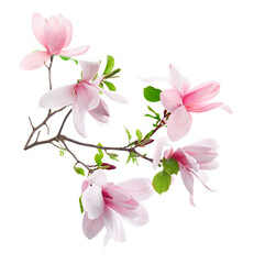 Magnolia plant branch with beautiful flowers isolated on white