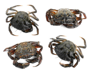 Fresh raw crab isolated on white, set