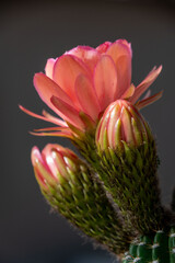 Torch cactus in bloom © Tonia