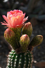 Torch cactus in bloom