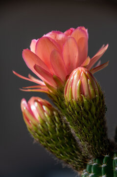Torch cactus in bloom