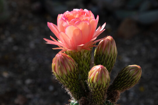Torch cactus in bloom