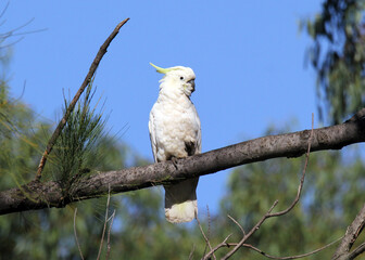 Sulphur-crested cockatoo parrot bird perched on a tree branch with greenery and blue sky in the background