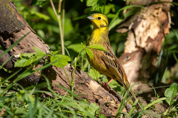 Goldammer sitzt am Boden im Frühling bei der Futtersuche | Vogel | Bird