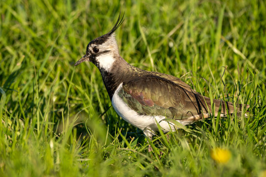 Kibitz in einer Wiese bei der Futtersuche
