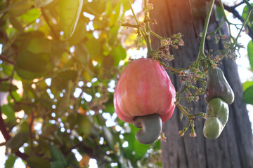 Closeup of cashew apple fruit hanging on a tree . Tropical fruit tree.