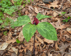 Four-leaf Trillium recurvatum (Prairie Trillium) Native North American Woodland Wildflower with...