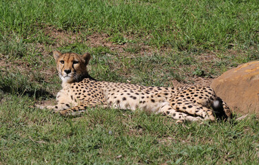 Cheetah lying on the grass next to a rock