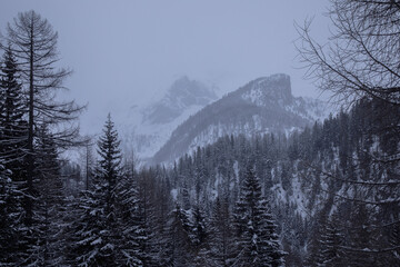 winter landscape, pine with snow