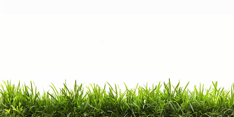 green grass isolated on white background