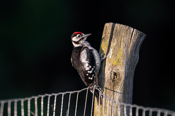 red head woodpecker 2