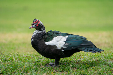 Muscovy Duck standing in a field.